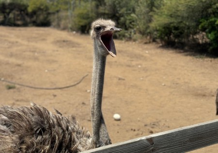 Struisvogelfarm